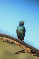 Kgalagadi Transfrontier Park one of the great parks of South Africa wildlife and hospitality in the Kalahari desert