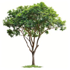 Isolate Trees tree plant leaf.