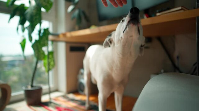 Close view of white dog standing under desk. Looking at owners hand. Domesticated animal. White fur with small random black dots. Looking upwards at person. Lovely pet. Pure breed.
