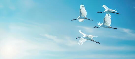 Obraz premium Cranes soaring in the springtime sky, with a peaceful blue backdrop and ample copy space image.