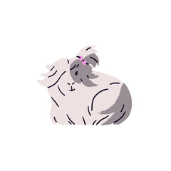 Cute long hair breed of guinea pig with pink bow. Fluffy cavy with silky fur. Adorable home rodent, domestic animal. Longhair small pet sitting. Flat isolated vector illustration on white background