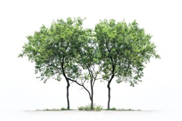 Obraz premium Isolate Trees tree plant white background.