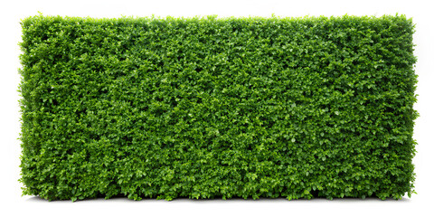 Green hedge or Green Leaves Wall on isolated on isolate white