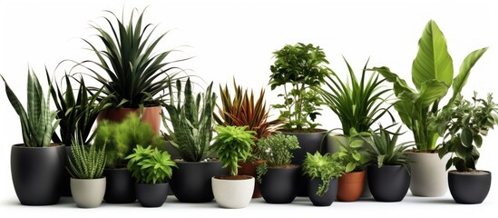 Obraz premium Collection of Houseplants in Pots