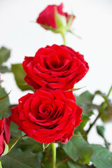 赤い薔薇