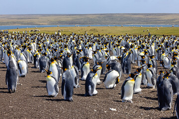 The colony of king penguins with grazing sheep at Volunteer Point. Selective focus on the foreground