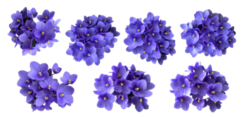 Violet viola flowers set, home plant isolated object, clipping path selective focus, decorative element for design, home decor concept