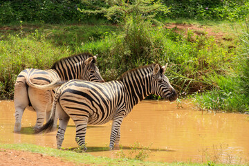 Kgalagadi Transfrontier Park one of the great parks of South Africa wildlife and hospitality in the Kalahari desert