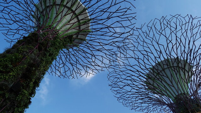 supertree