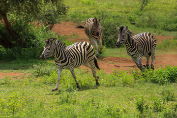 zebra Kgalagadi Transfrontier Park one of the great parks of South Africa wildlife and hospitality in the Kalahari desert