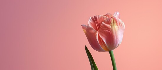 A tulip placed against a soft pink background, creating a serene copy space image.