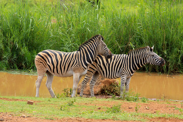 zebra Kgalagadi Transfrontier Park one of the great parks of South Africa wildlife and hospitality in the Kalahari desert
