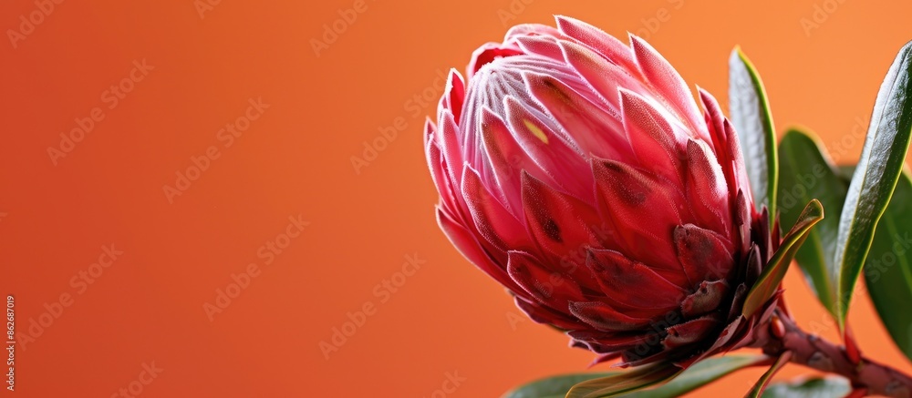 Poster close up of a stunning red protea flower against an orange backdrop with ample copy space image.