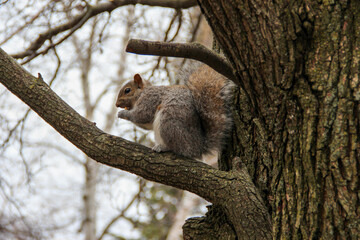 squirrel on a tree