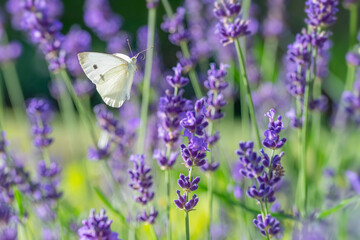 Cabbage butterfly in flight in a lavender garden