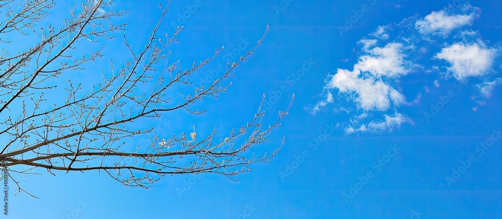 Fototapete Blue sky provides a background for a tree branch, leaving empty space for photos. Copy space image. Place for adding text and design