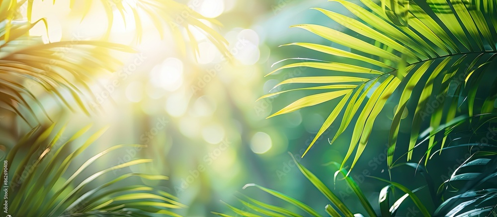 Aufkleber sunny day shining on green palm leaves with copy space image available.