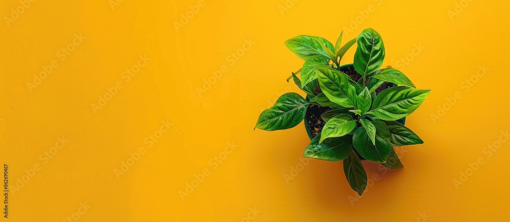Poster top view of a small houseplant on a yellow backdrop with copy space image.