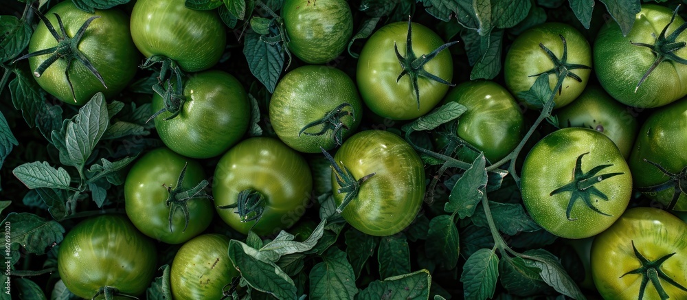 Aufkleber fresh green tomatoes displayed in a garden with ample copy space image.