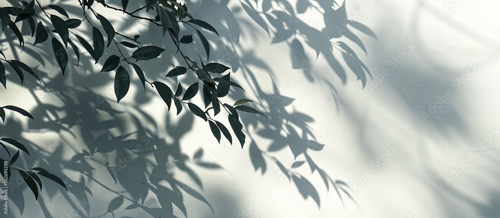 Poster blurry background featuring the abstract image of shadowy willow leaves on a white wall, ideal for a