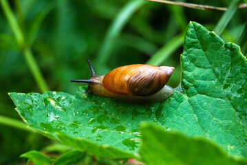 small snail Succinea putris on a bright green leaf in the forest
