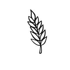 linear dried flower spikelet, vector illustration Doodle style.