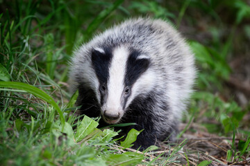 European badger (Meles meles) or Eurasian badger at Isonzo river mouth nature reserve, Isola della Cona, Friuli Venezia Giulia, Italy.