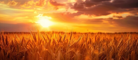 Sunset over a rural wheat field with ripening ears under an orange cloudy sky. Close-up nature photo with the setting sun and copy space for text. Rich harvest concept.
