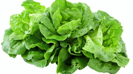 Romaine lettuce head, crisp and green, detailed and centered, isolated , ideal for salad base or healthy eating guides