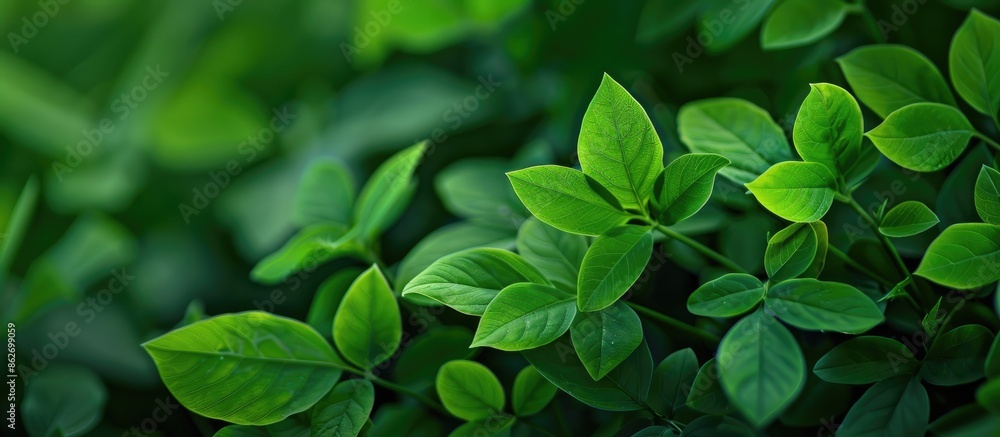 Poster Macro photo of a background of green leaves with copy space image.