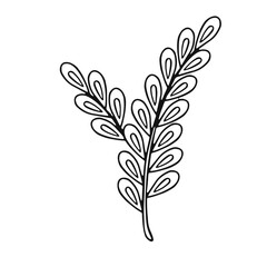 linear dried flower reed, vector illustration Doodle style.