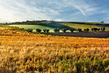 Campos de Pinto en primavera