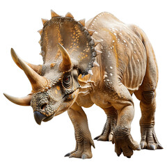 Fototapeta premium A triceratops dinosaur isolated on a transparent background