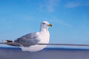 Beautiful seagull on the ship deck patiently waiting for food, watching over Baltic sea. Blue sky landscape in background. Birds and wildlife concept. Close up. Copy Space. Selective focus.