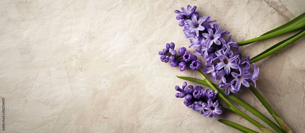 Aufkleber Hyacinth on a paper background with copy space image