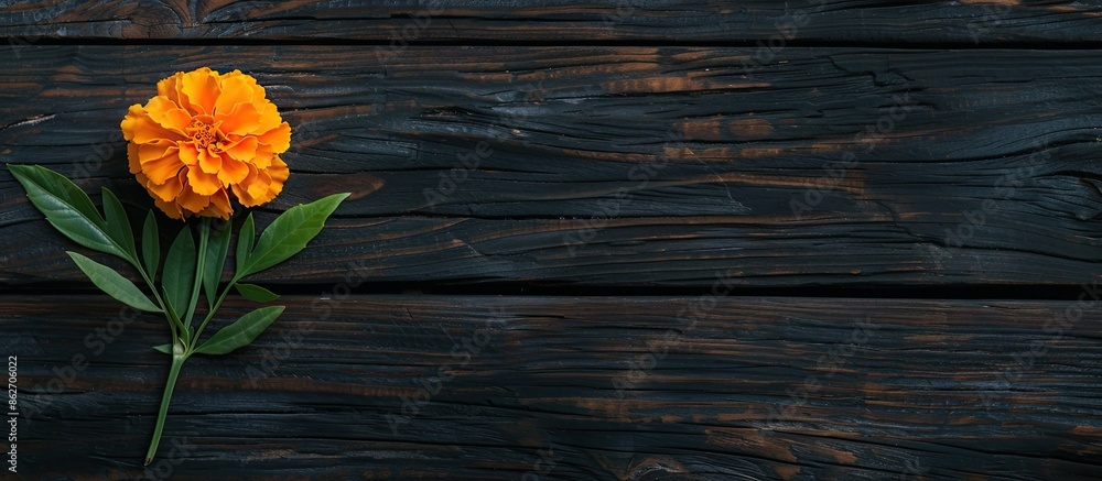 Poster marigold flower with leaf on dark wooden background, creating a striking composition for a copy spac