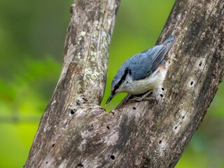 森の中で木の枝の割れ目に貯食のためのエサを隠そうとしているゴジュウカラ
