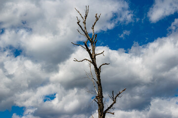 Dried birch trunk against a background of white clouds