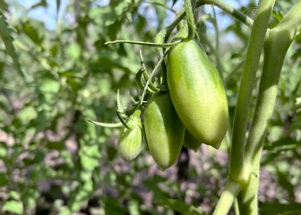 small unripe tomatoes hang on a tomato bush branch