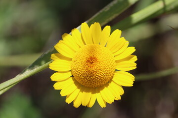 Cota tinctoria, the golden marguerite, yellow chamomile, or oxeye chamomile, is a species of perennial flowering plant in the sunflower family. Other common names include dyer's chamomile, 