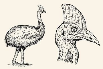 Hand drawn cassowary in sketch style. Monochrome vector illustration bird isolated on white background.