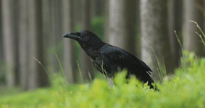 Raven in dark green forest. Young common raven, Corvus corax, also known as northern raven. Black bird in blueberry opens beak and spreads wings. Feeding behaviour scene from nature. Bird wildlife
