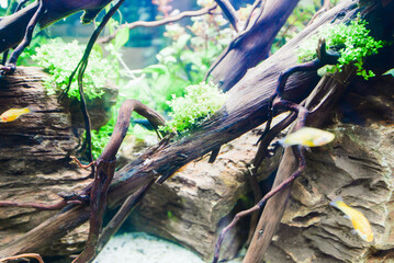 Water garden, decoration in the fish tank to be beautiful and natural.