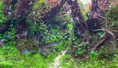 Water garden, decoration in the fish tank to be beautiful and natural.