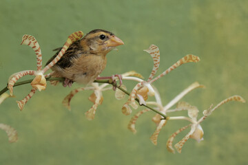 A streaked weaver bird is looking for food in the scorpion orchid flowers. This beautiful bird has...