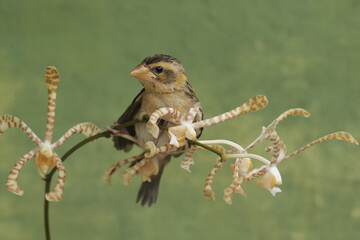 A streaked weaver bird is looking for food in the scorpion orchid flowers. This beautiful bird has...