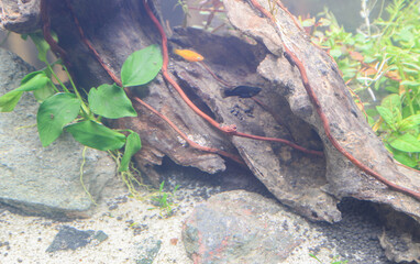 Water garden, decoration in the fish tank to be beautiful and natural.