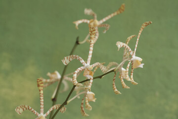 A streaked weaver bird is looking for food in the scorpion orchid flowers. This beautiful bird has...