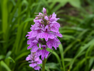 flowers in the garden