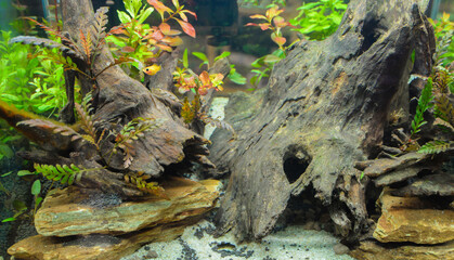 Water garden, decoration in the fish tank to be beautiful and natural.